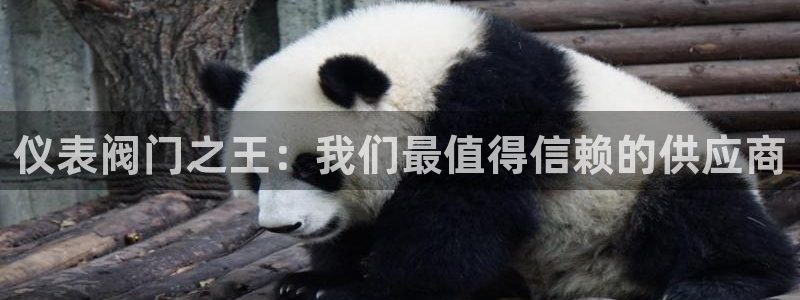 新宝gg如何代理